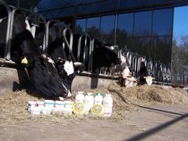 Vijfsprong, bio-dynamisch landbouwbedrijf, Vorden