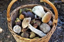 Paddenstoelen