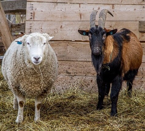 Geit- en schapen-zuivel
