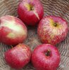 Appels, McIntosh Rogers, per kg, Hekkert Hoogstamfruit