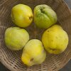 Kweepeer, per kg, Hekkert Hoogstamfruit