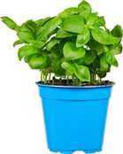 Basilicum, 3 potten, Especia