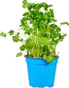 Especia, koriander, 3plantjes