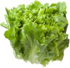 Andijvie, 500gr, Tuinderij Haverkamp