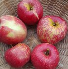Appels, McIntosh Rogers, per kg, Hekkert Hoogstamfruit
