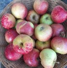 Kinderappels, per kg, Hekkert Hoogstamfruit