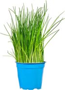 Bieslook, verse-, 3 potjes, Especia