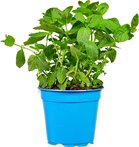 Groene munt, verse, 3 potjes, Especia