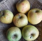 Appels, Golden Delicious, per kg, Hekkert Hoogstamfruit