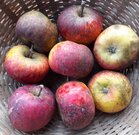 Appels, hand-, Topaz-, per kg, Hekkert Hoogstamfruit
