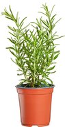 Rozemarijn, 3plantjes, Udea