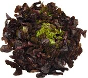 Sla, rode eikenblad-, per stuk, Tuinderij Zonneklaar