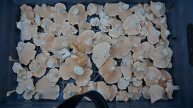 Eekhoorntjesbrood, gedroogd, 20gr, Cook