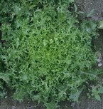 Krulandijvie, friseesla, 500gr, De Overkant