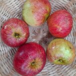 Appels, Red Devil, hand-, per kg, Hekkert Hoogstamfruit