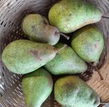 Peren, hand-, hoogstam-, per kg, Hekkert Hoogstamfruit