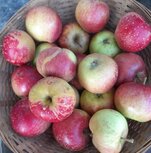 Kinderappels, per kg, Hekkert Hoogstamfruit