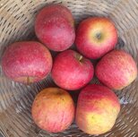 Appels, Elstar-, 600gr, PuurNL