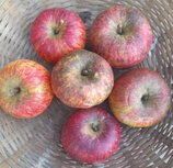 Appels, Svatava, per kg, Hekkert Hoogstamfruit