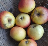 Appels, winterbanana, per kg, Hekkert Hoogstamfruit