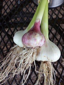 Knoflook, 3bollen, De Overkant