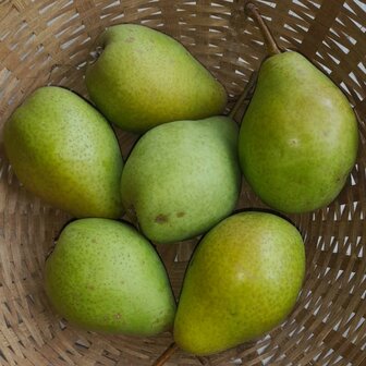 Peren, L&eacute;gipont-Charneux, per kg, Hekkert Hoostamfruit