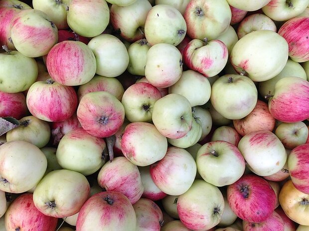 Moesappels, per kg, Hekkert Hoogstamfruit