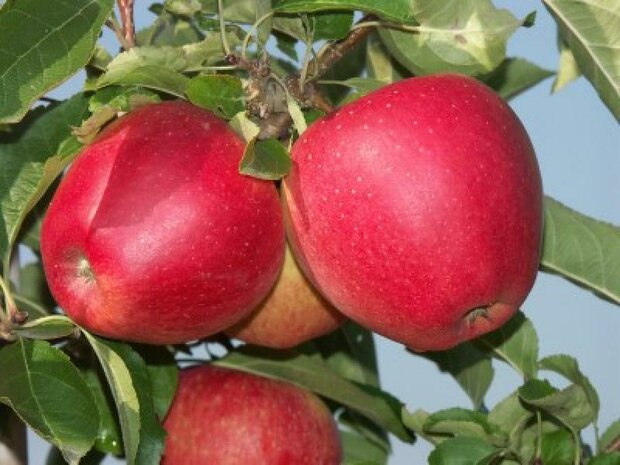 Appels, Alkmene, per kg, Tkalecz