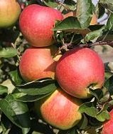 Appels, Jonagold, per kg, van Doorn