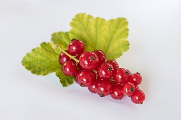 Bessen, rode-, 125gr, Hekkert Hoogstamfruit