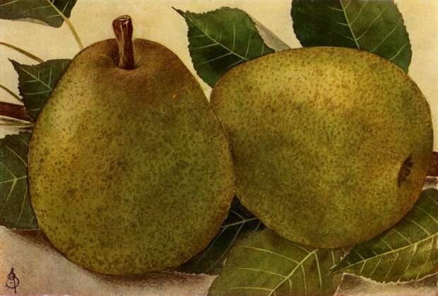 Peren, Beurre de Merode-, per kg, Hekkert Hoogstamfruit
