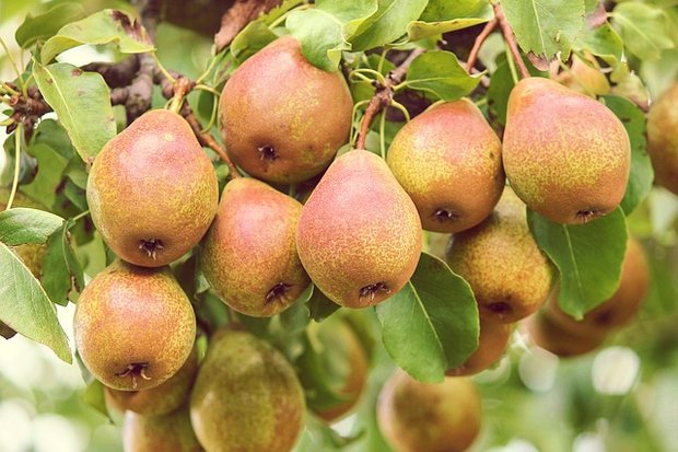 Peren, hand-, hoogstam-, per kg, Hekkert Hoogstamfruit