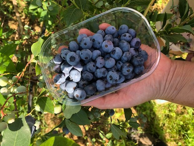 Blauwe bessen, 250gr, Erve de Poll