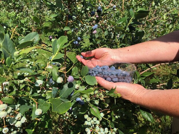 Blauwe bessen, 250gr, Erve de Poll