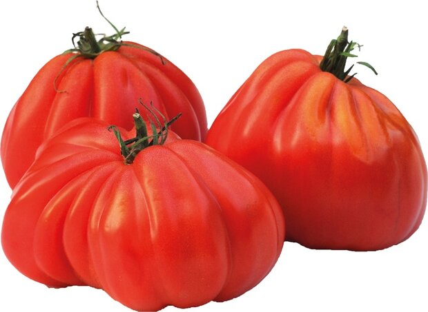 Tomaten, vlees-, 500gr, De Noordhoek