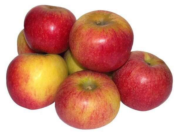 Appels, Santana, hand-, per kg, Hekkert Hoogstamfruit