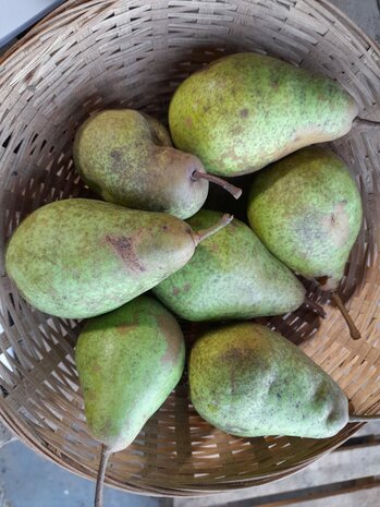 Peren, hand-, hoogstam-, per kg, Hekkert Hoogstamfruit