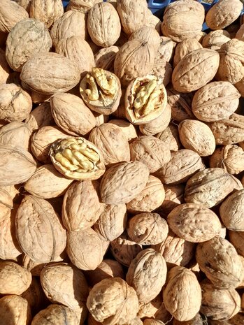 Walnoten, vers en ongesorteerd, per kg, Hekkert Hoogstamfruit