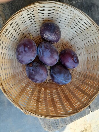 Pruimen, paars, Valor, 500gr, Hekkert Hoogstamfruit
