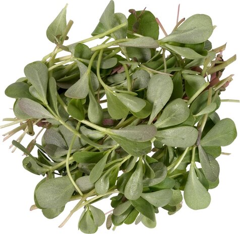 Zomerpostelein, 250gr, Tuinderij De Overkant