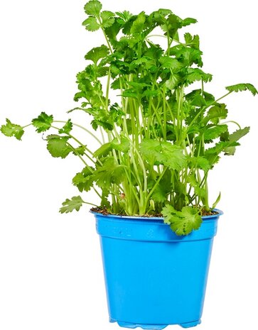 Koriander, per pot, Especia