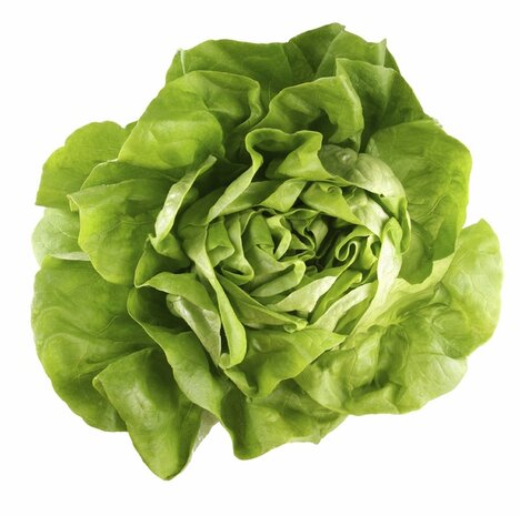 Sla, groene krop-, Tuinderij De Overkant