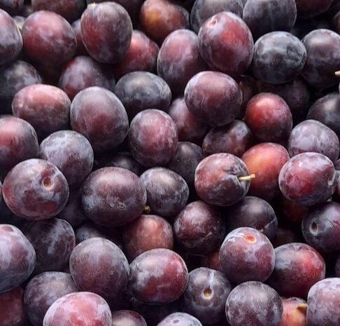 Pruimen, Eldense blauwe, 500gr, Hekkert Hoogstamfruit