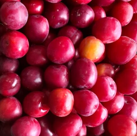 Pruimen, rood, komeet, Russische-, 500gr, Hekkert Hoogstamfruit