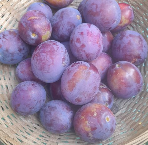 Pruimen, rood, president-, 500gr, Hekkert Hoogstamfruit