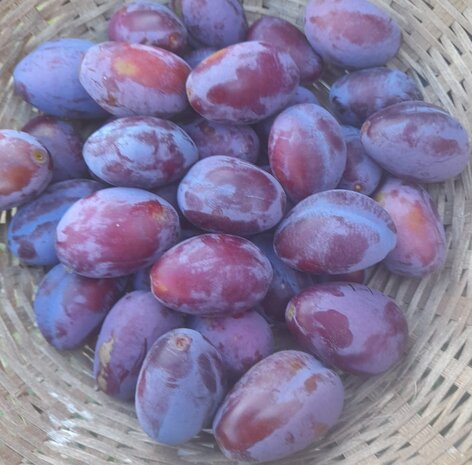 Pruimen, paars, Betuwse kwets, 500gr, Hekkert Hoogstamfruit