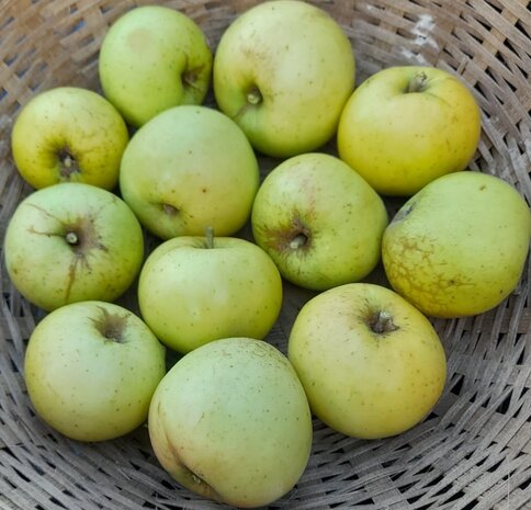Appels, Zoete Roemeling-, bak- &amp; moes-, per kg, Hekkert Hoogstamfruit