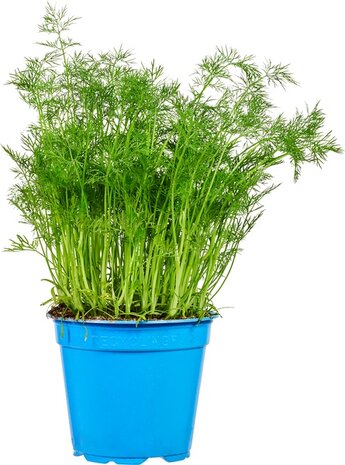Dille, verse, 3 plantjes, Especia