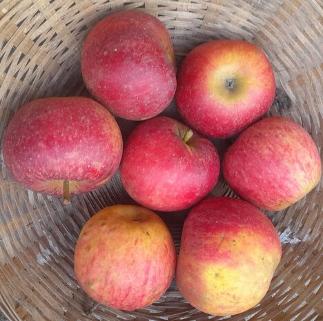 Appels, Elstar-, 600gr, PuurNL