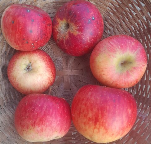 Appels, rubinola, per kg, Hekkert Hoogstamfruit